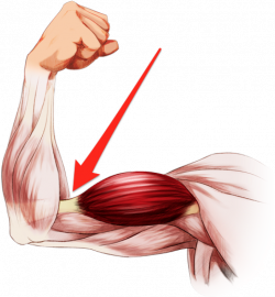 Download Elbow Clipart Flexed Arm - Illustration PNG Image ...