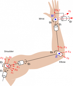 Kinematic model of the human arm | Download Scientific Diagram