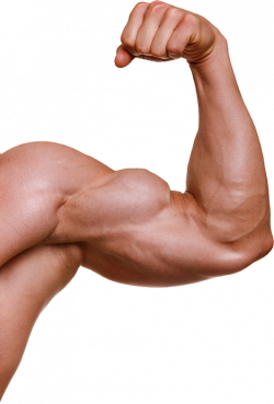 Muscle PNG images free download