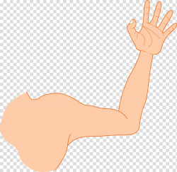 Arm Muscle , strong man transparent background PNG clipart ...