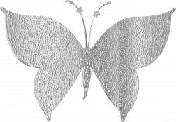 Silver Butterfly Animal free black white clipart images clipartblack ...