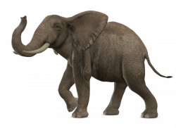 gray elephant standing png - Free PNG Images | TOPpng