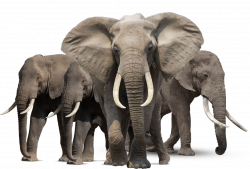 Elephant Transparent PNG Pictures - Free Icons and PNG Backgrounds