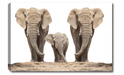 Canvas Art - Elephant Images