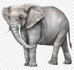 Elephant Png Clipart - Elephant Images In Png, Transparent ...