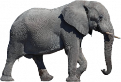 African elephant - Elephant Transparent Background png ...