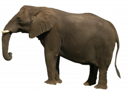 Elephants PNG images free download, Elephant PNG