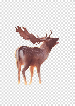 Reindeer Elk, deer transparent background PNG clipart ...