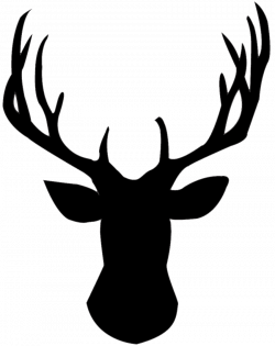 Reindeer White-tailed deer Elk Clip art - deer head png ...