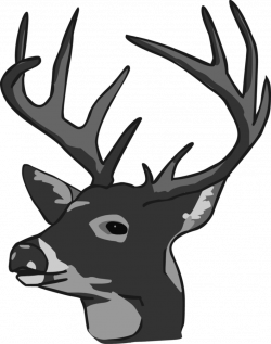 White-tailed deer Reindeer Elk Clip art - Doe Head Cliparts ...