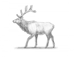 Draw an Elk | Doodle It in 2019 | Elk drawing, Deer art ...