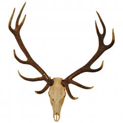 European Elk Skull Mount | Taxidermy | Elk skull, Antelope ...