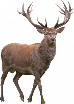 Red deer Elk Barasingha - deer png download - 767*1080 ...