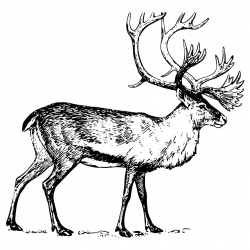 Deer Boreal woodland caribou Drawing Clip art - Hand painted png big ...