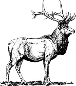 Elk clipart outline, Picture #2652624 elk clipart outline