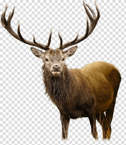 White-tailed deer Elk , deer transparent background PNG ...