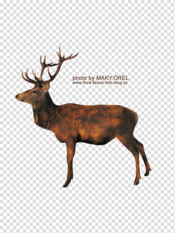 SET Deer , brown deer illustration transparent background ...