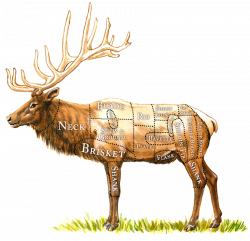 Breaking Down the Elk | The Healthy Butcher Blog