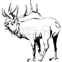 black and white Elk roaring clipart. Royalty-free clipart # 394991