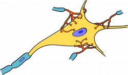 Glycogen in Neurons of Degenerating Brains Is Beneficial - Research ...