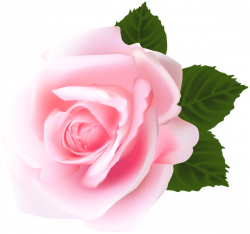 Rose Pink PNG Clip Art | Roses | Pinterest | Clip art