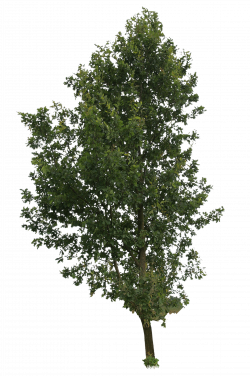 High tree | Free Cut Out people, trees and leaves | Incidental ...