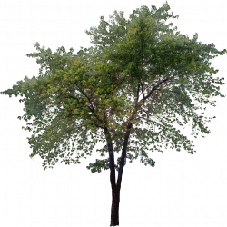 Tall-Tree.png | Деревья для Ph | Pinterest | Photoshop, Architecture ...