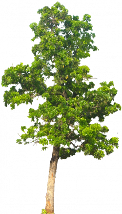 20 Free Tree PNG Images - Mahogani05L | Presentation | Pinterest ...