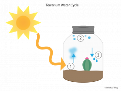 terrarium cycle - Google Search | Weather Unit | Pinterest | Terraria