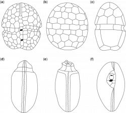 Dinoflagellate tabulation types: (a) gymnodinioid, (b) suessioid, (c ...
