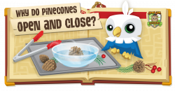 Have you ever wondered why pinecones open and close??? If so, you've ...