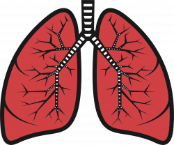Lung Clip art - lungs surgery 2382*1988 transprent Png Free Download ...