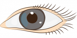Clip Art Eyes - Shop of Clipart Library