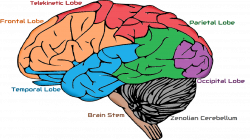 Zenolian Brain | Zenology Wiki | FANDOM powered by Wikia