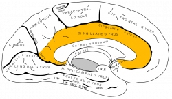 Isthmus of cingulate gyrus - Wikipedia