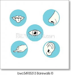 Eyeball Clipart sense sight 16 - 362 X 382 Free Clip Art ...