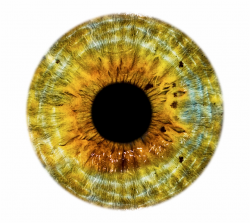 Stock Eyeball Clipart Eye Forward - Yellow Eye Lens Png ...