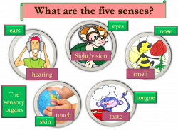 Science - 8th Grade: The Senses