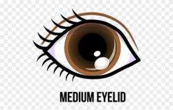 Eye,Eyebrow,Eyelash,Brown,Organ,Iris,Logo,Graphics,Clip art ...