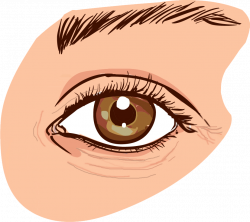 Face,Eye,Eyebrow,Brown,Organ,Iris,Eyelash,Head,Skin,Cartoon ...