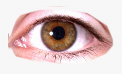 Eyelash Clipart Eye Close - Human Eye Transparent Background ...