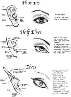 Human. Half Elves, Elves Eyes and Ears Art / Drawing Tutorial | Art ...
