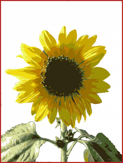 Incredible Simple Sunflower Outline Cartoon Gardening Flower And ...