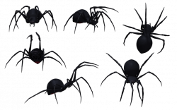 Black Widow Spider 03 by wolverine041269 on DeviantArt | Stock ...
