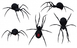 Black Widow Spider 03 by wolverine041269 on deviantART | Digital ...
