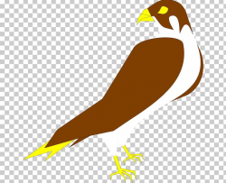 Peregrine Falcon PNG, Clipart, Animals, Artwork, Beak, Bird ...
