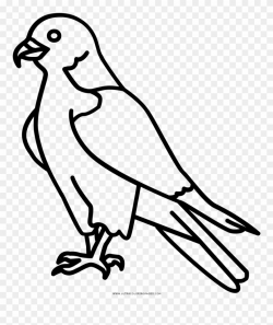 Coloring Book Beak Transprent Png - Peregrine Falcon Line ...