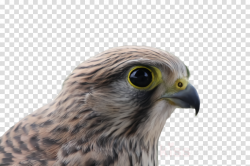 bird beak hawk falcon peregrine falcon clipart - Bird, Beak ...