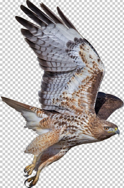 Hawk Bird Buzzard Eagle Falcon PNG, Clipart, Accipitriformes ...