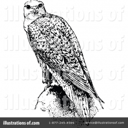 Falcon Clipart #1119623 - Illustration by Prawny Vintage